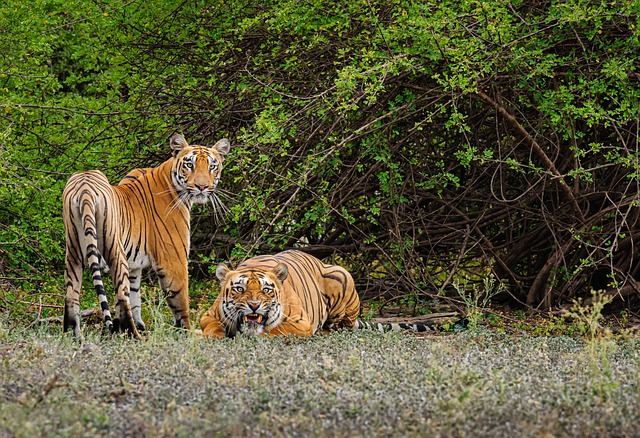 Over 870K trees planted in Maharashtra to expand & protect Tiger Habitat