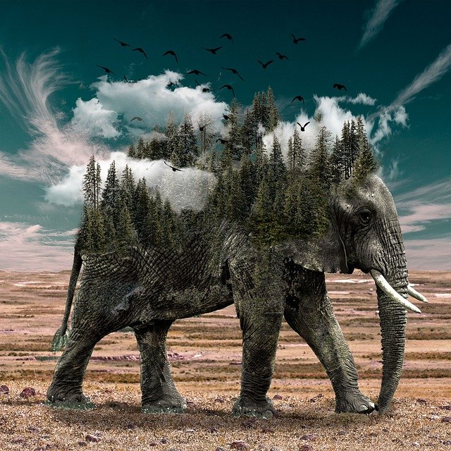 On World Elephant Day, Grow Trees commits itself to plant 6 million saplings